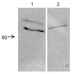 CRISPLD2 antibody, N-term
