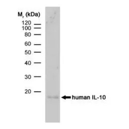 IL10 antibody [JES3-9D7] (Low 