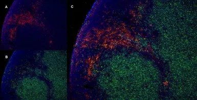 CD4 antibody [W3/25]