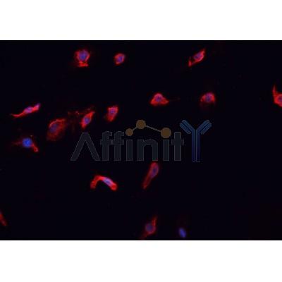 AF0122 Caspase 10 Antibody - C-terminal IF/ICC A431