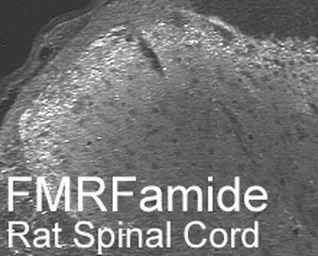 FMRFamide antibody
