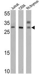 TCR V alpha 12.1 antibody [6D6
