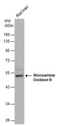 Monoamine Oxidase B antibody [