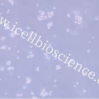 MR-1 |MR-1细胞|MR1|MR1细胞|MR-1中国仓鼠X小鼠B淋巴细胞杂交瘤