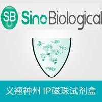 Anti-SMAD3 Magnetic Beads Immunoprecipitation (IP) Kit | 抗SMAD3 免疫沉淀IP磁珠试剂盒