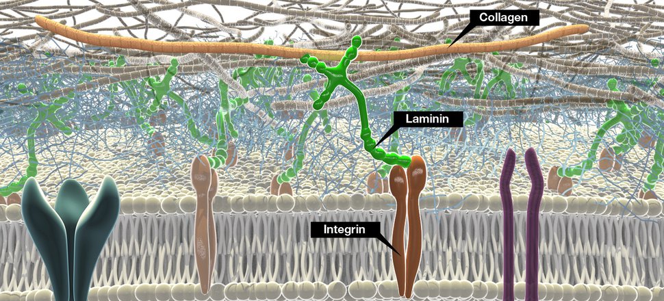 瑞典BioLamina 重组人层粘连蛋白