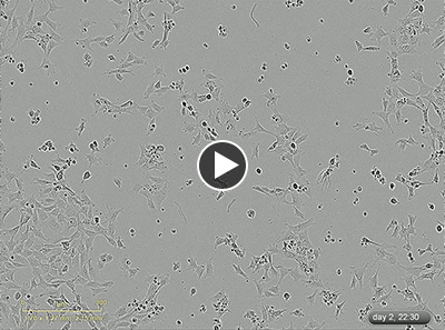 Self-prepared preservative solution