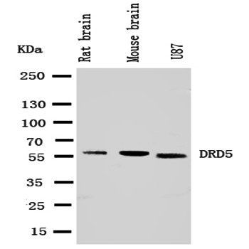 Dopamine Receptor D5/DRD5 Anti