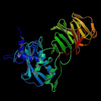 大鼠基质金属蛋白酶13(MMP-13)elisa试剂盒