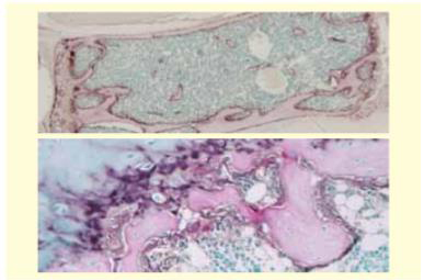 TRAP/ALP染色试剂盒，TRAP/ALP Stain K
