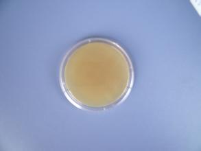 美蓝(亚甲基蓝)