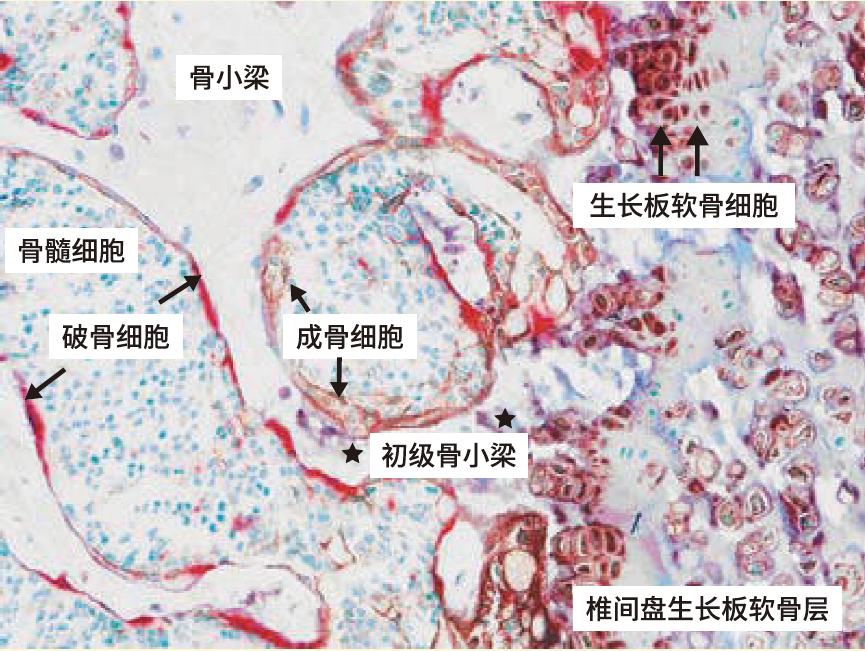 TRAP/ALP染色试剂盒，TRAP/ALP Stain K