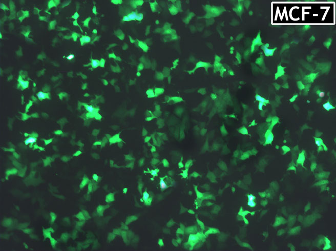 SignaGen转染试剂 for MCF-7 Cell