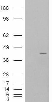 NCF4 antibody 抗体，orb19549，Bior