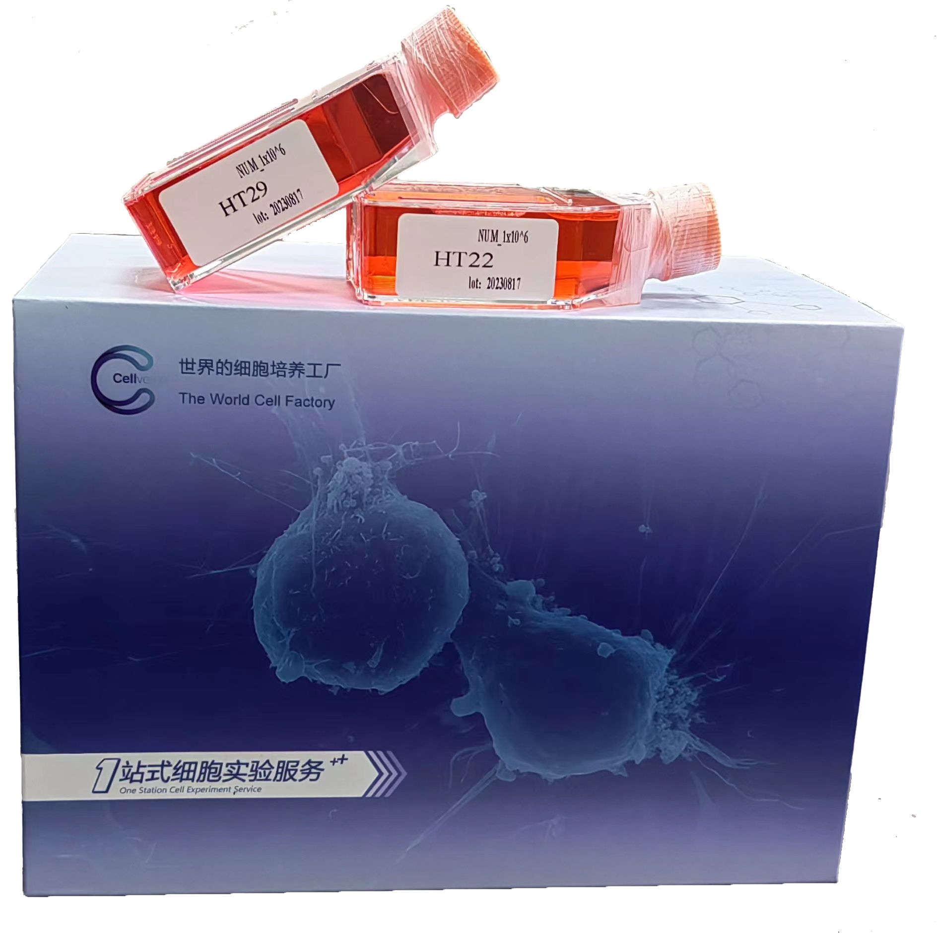 OVCAR-8+luc | OVCAR-8/luc | OVCAR-8+luc细胞 | 人卵巢癌腺癌细胞荧光素酶标记 | STR鉴定