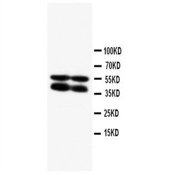 Connexin 40/GJA5 Antibody 抗体，o