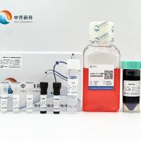 小鼠MC3T3-E1 成骨诱导分化培养基