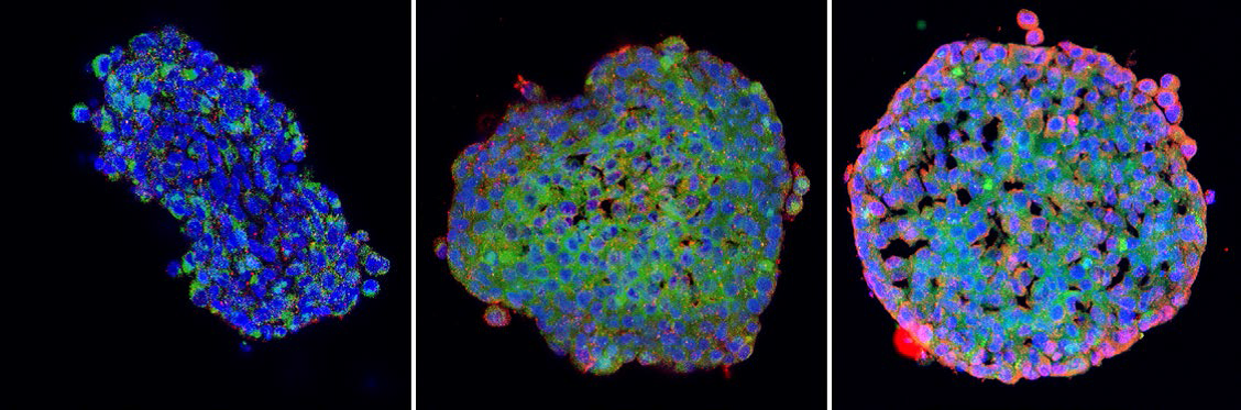 康宁超低吸附表面球形板