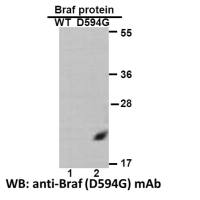 BRAF (D594G)
