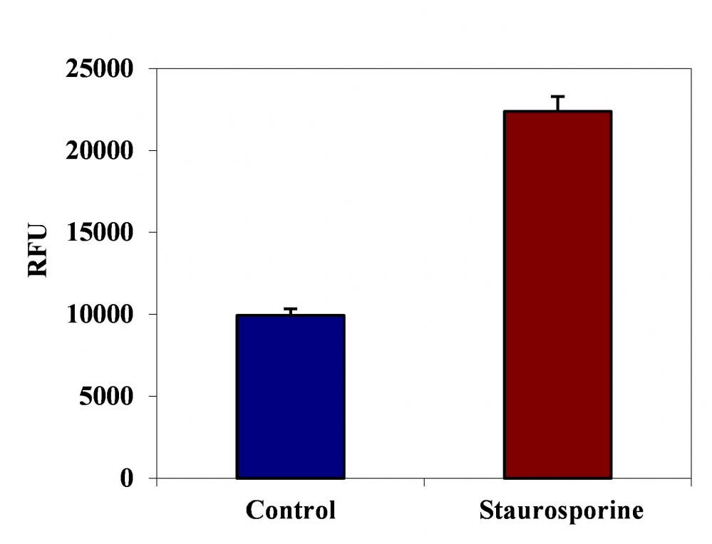 Cell Meter™活细胞Caspase 1结合检测试剂盒