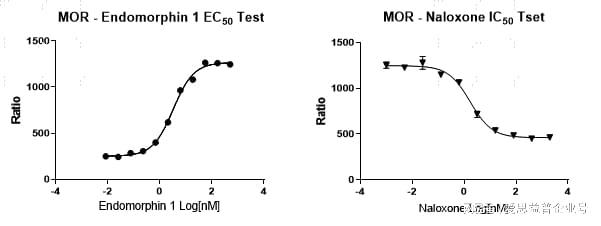 GPCR 筛选服务|GPCR 测定方法开发服务|GPCR 信号通路测定服务