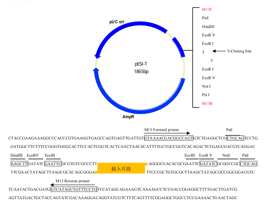 Hieff Clone 零背景TOPO-TA克隆试剂盒