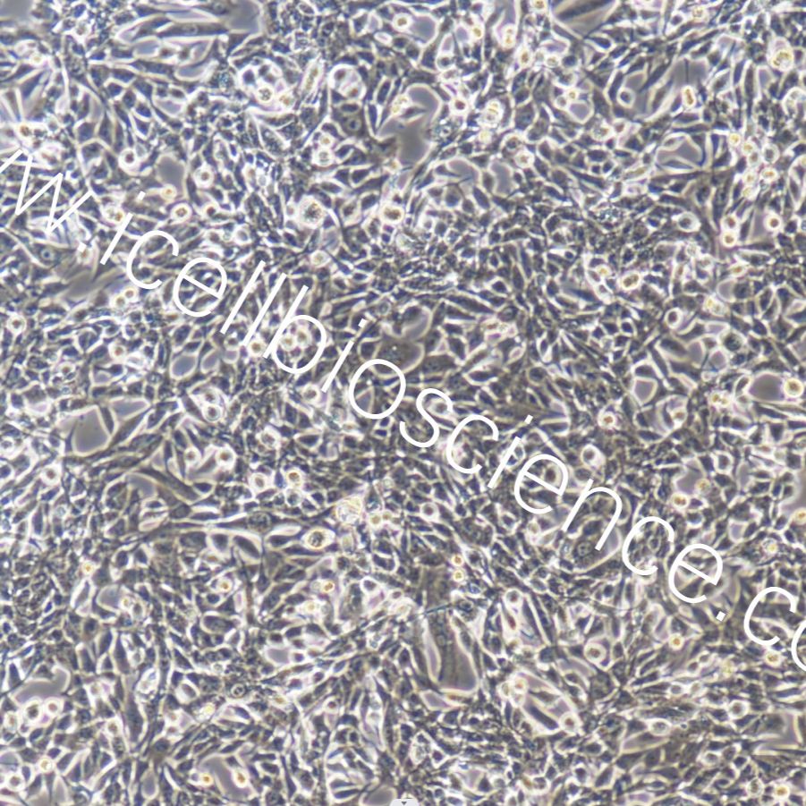 PANC02+luc 小鼠胰腺癌细胞（荧光素酶标记）/STR鉴定