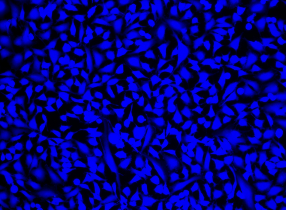 活细胞标记试剂盒 *蓝色荧光*