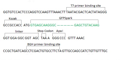 pCMV3-N-GFPSpark Control Vector (N-terminal GFPSpark-tagged)