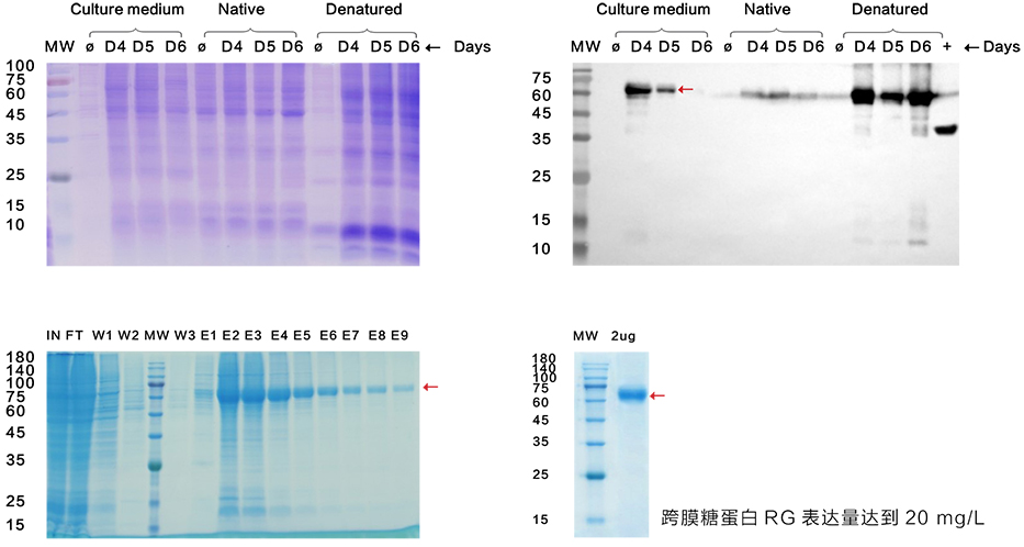 哺乳动物细胞表达系统（重组蛋白表达）