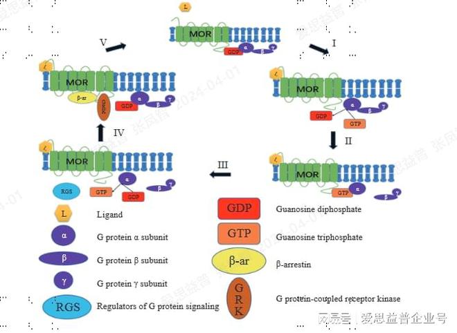 GPCR 筛选服务|GPCR 测定方法开发服务|GPCR 信号通路测定服务