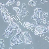 ZR-75-1+luc 人乳腺癌细胞(荧光素酶标记)/STR鉴定