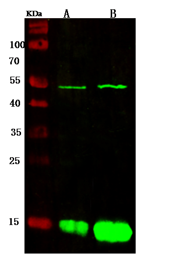 Immunoprecipitation Kit -MYC Tag Immunomagnetic Beads