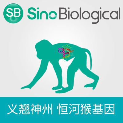 Rhesus TFRC/CD71 expression plasmid | 恒河猴 TFRC/CD71 表达质粒