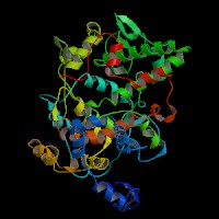 大鼠大鼠环氧化酶-2(COX-2)elisa试剂盒