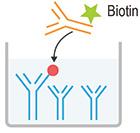 大鼠凋亡相关因子配体(FASL) ELISA试剂盒