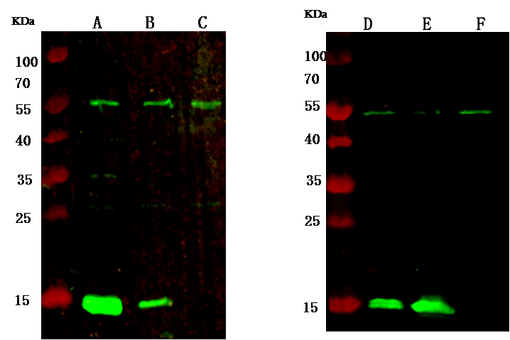 Immunoprecipitation Kit -MYC Tag Immunomagnetic Beads