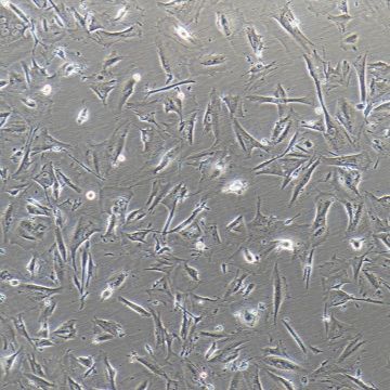 FHs 74 Int 人小肠上皮细胞/STR鉴定/镜像绮点（Cellverse）