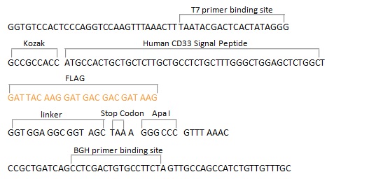 pCMV3-SP-N-FLAG Negative Control Vector (N-terminal FLAG-tagged)