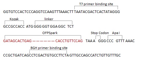 pCMV3-C-OFPSpark Control Vector (C-terminal OFPSpark-tagged)