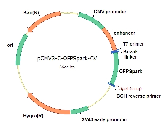 pCMV3-C-OFPSpark Control Vector (C-terminal OFPSpark-tagged)
