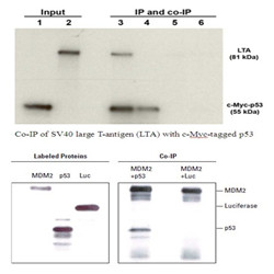 免疫共沉淀（CO-IP）