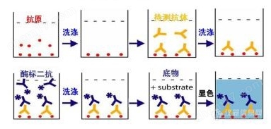 人chemerin ELISA试剂盒