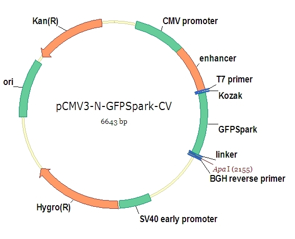 pCMV3-N-GFPSpark Control Vector (N-terminal GFPSpark-tagged)