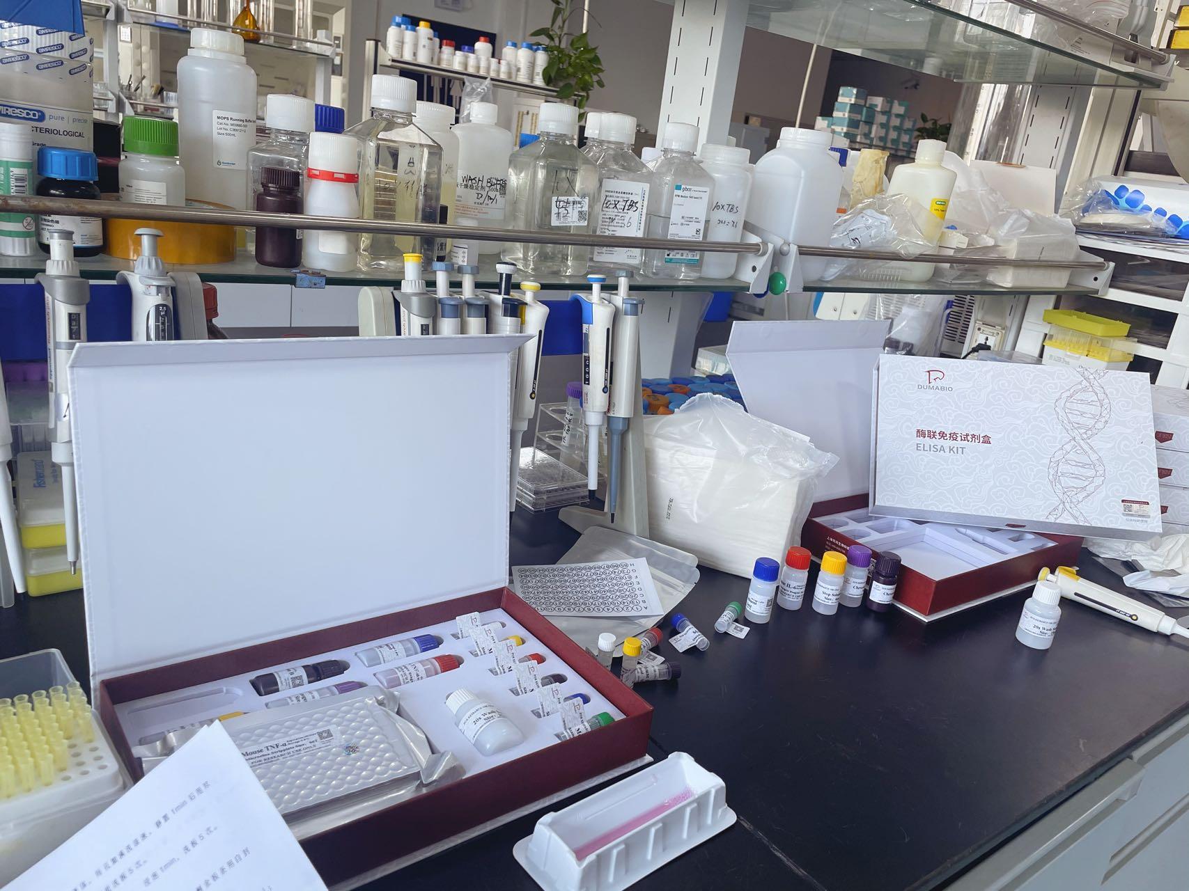 大鼠干细胞因子/肥大细胞生长因子(SCF/MGF)ELISA