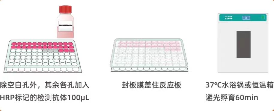 加入酶标抗体.jpg 加入酶标抗体.jpg