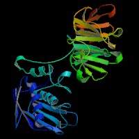 大鼠基质金属蛋白酶抑制因子1(TIMP-1)elisa试剂盒