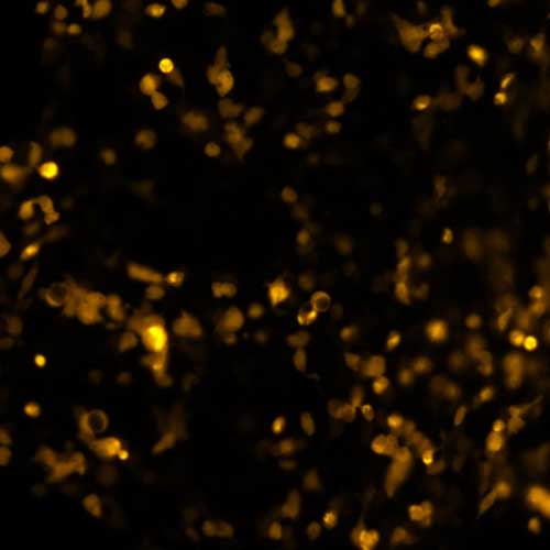 pCMV3-C-OFPSpark Control Vector (C-terminal OFPSpark-tagged)