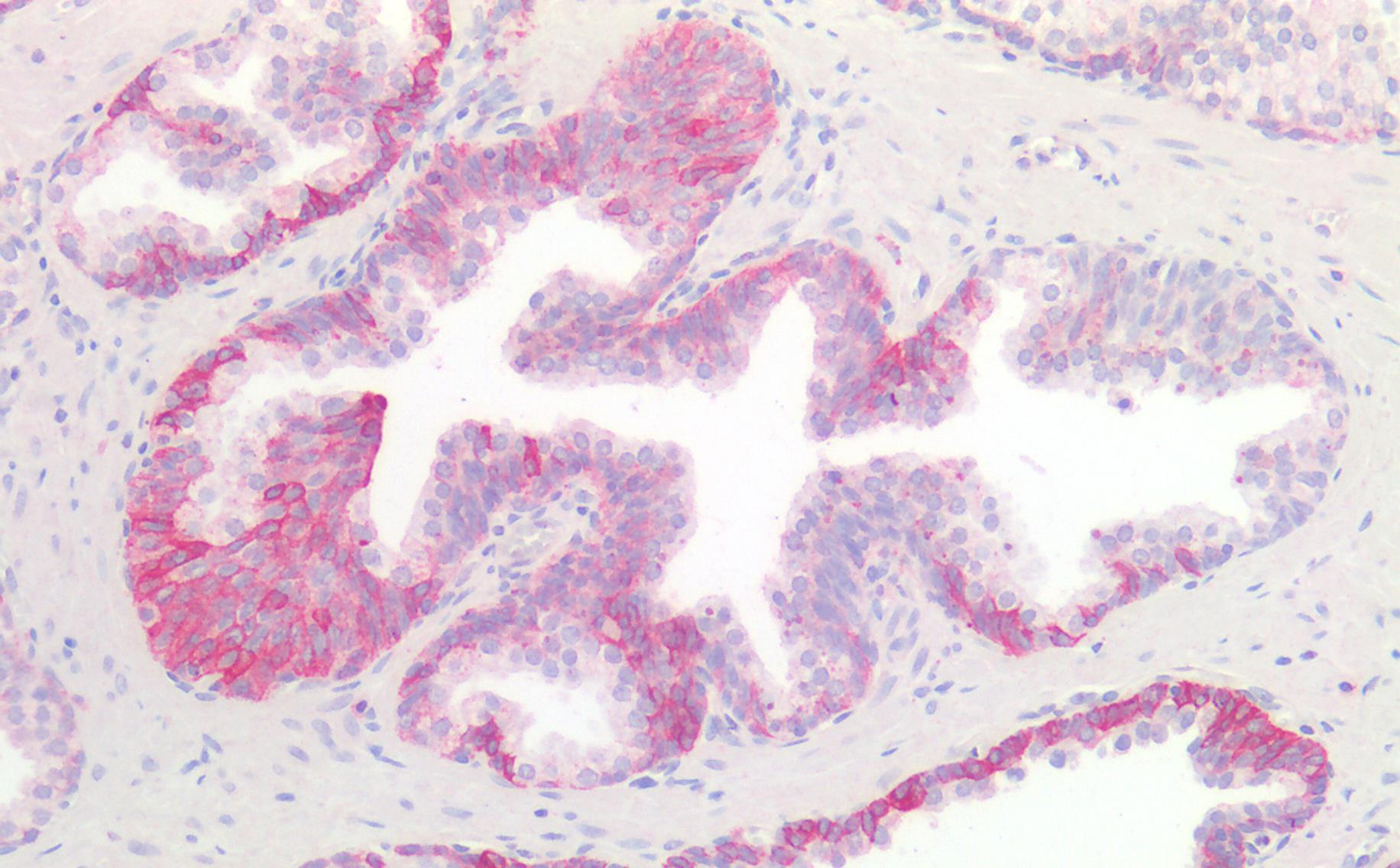 c-Kit antibody 抗体，orb137105，Bi