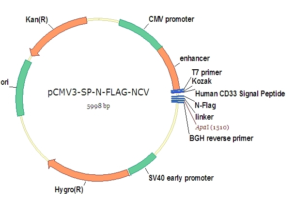pCMV3-SP-N-FLAG Negative Control Vector (N-terminal FLAG-tagged)